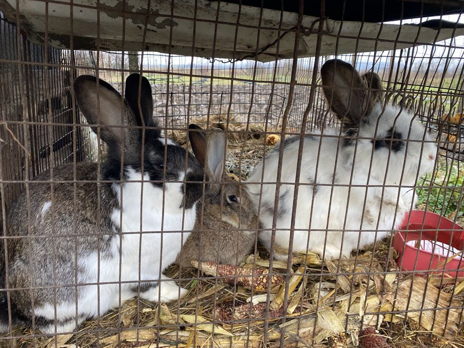 vand/schimb iepuroici