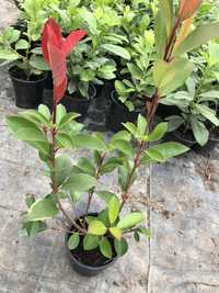 Photinia Red Robin