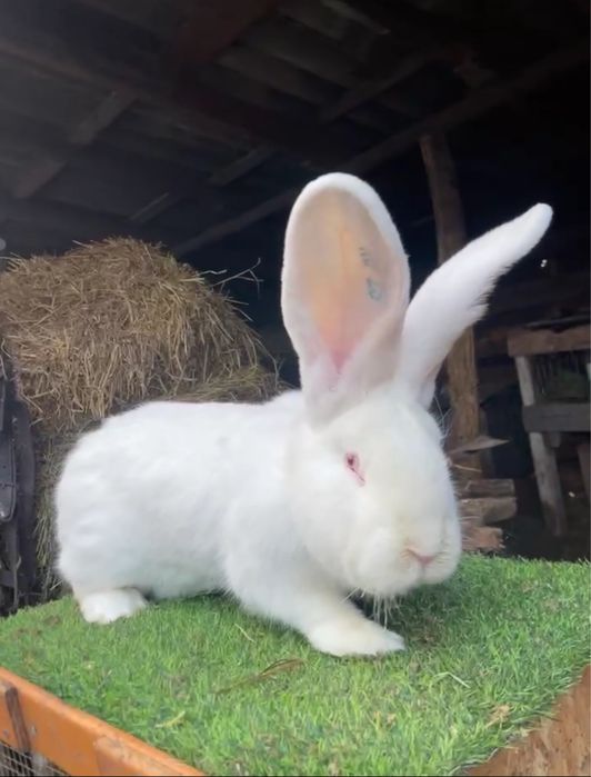 2 masculi urias german alb si gri