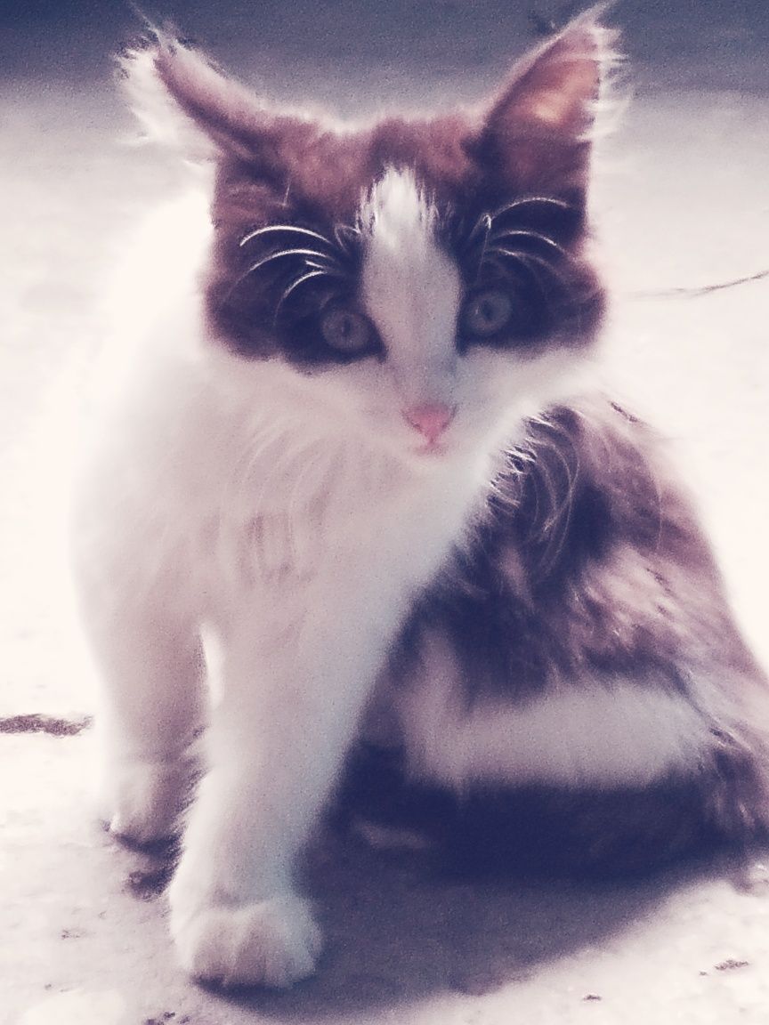 Котёнок - девочка!