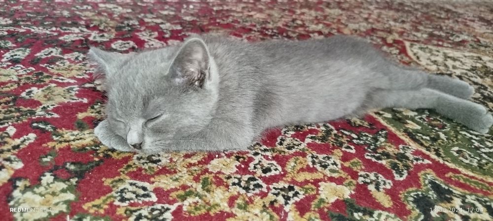 Skotsh mushuk sotiladi quqonda 100 $ kelishamiz