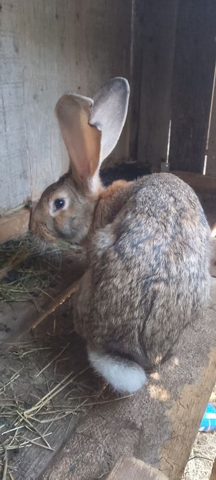 Iepuri belgieni baiețel are 5 luni