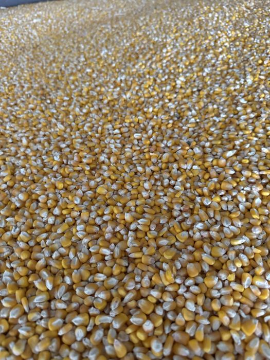 Vand porumb grau floarea soarelui