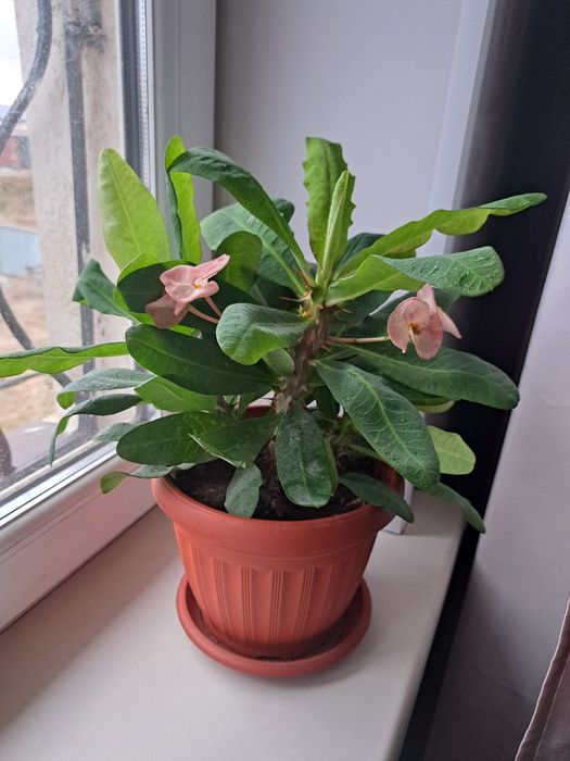 Комнатные растения