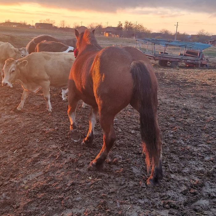 De vanzare  iapa murga