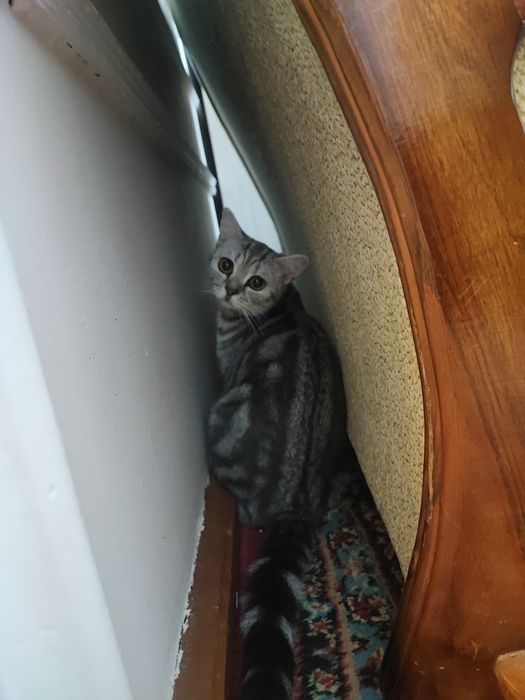 Британка, классический табби