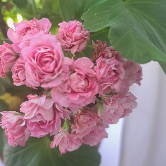 Продам цветы в горшках герани 6  цветов