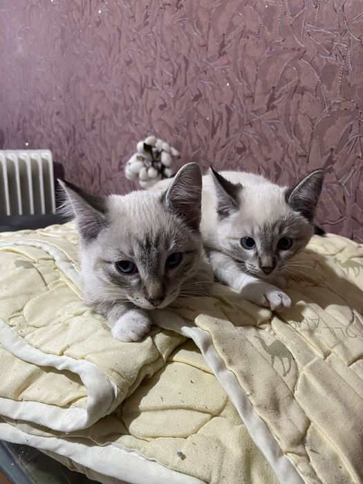 Отдам котят в хорошие руки