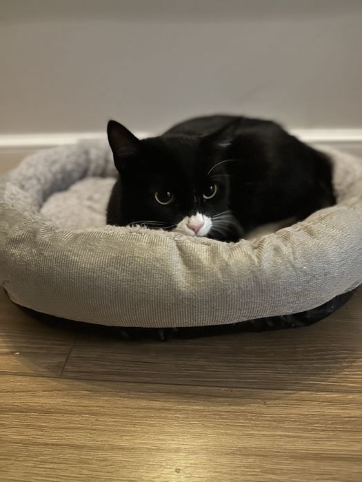 Бесплатно в заботливые руки