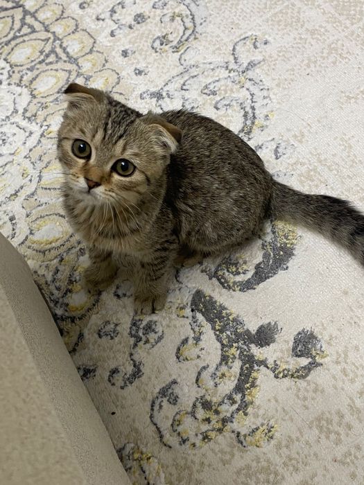Котёнок вислоухий