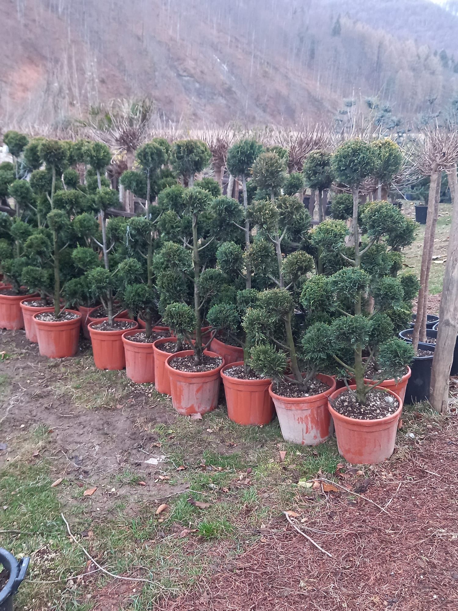 Leylandii brazi tuia mesteacăn tei platani catalpa gazon rulou etc