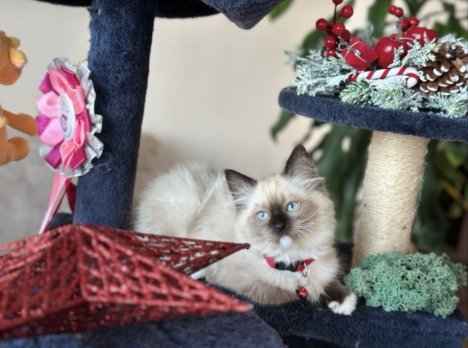 Регдол  / Ragdoll /  момче