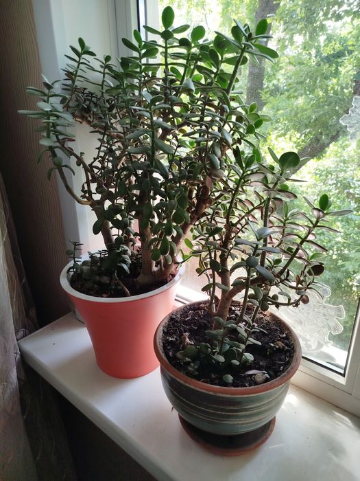 Комнатные цветы в горшках недорого