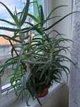 Vand planta aloe