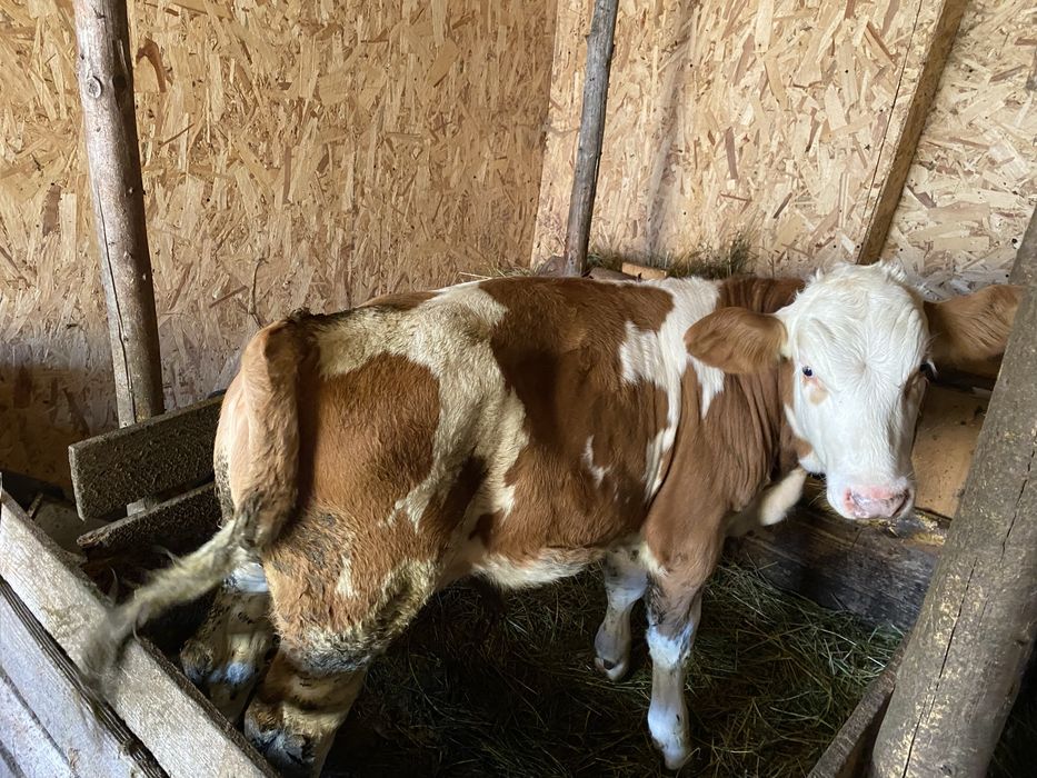 Vitel de vânzare, Războieni/Neamt