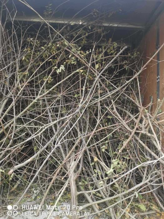 Изхвърляне на растителност 100-500лв (корени, храсти, клони и трева)