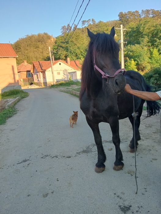 Iapa de vânzare de 6 ani  cu manza   de 2 luni