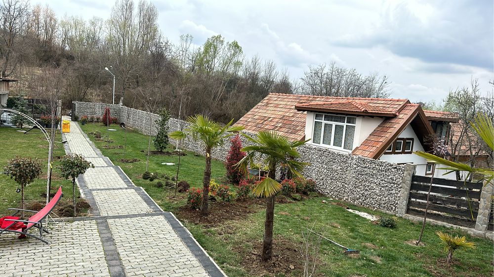 Anenajam spati verzi vindem plante ornamentale