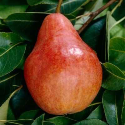 Pomi Fructiferi de Calitate Superioara