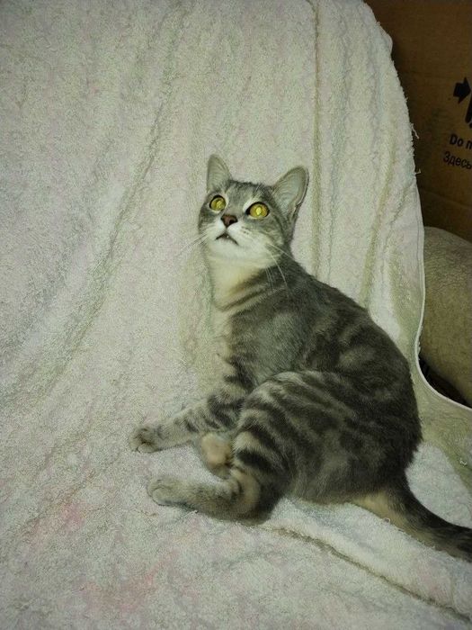 Умная, игривая, ласковая Кошечка