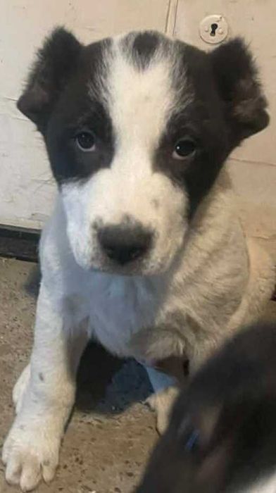 Продавам  Алабай