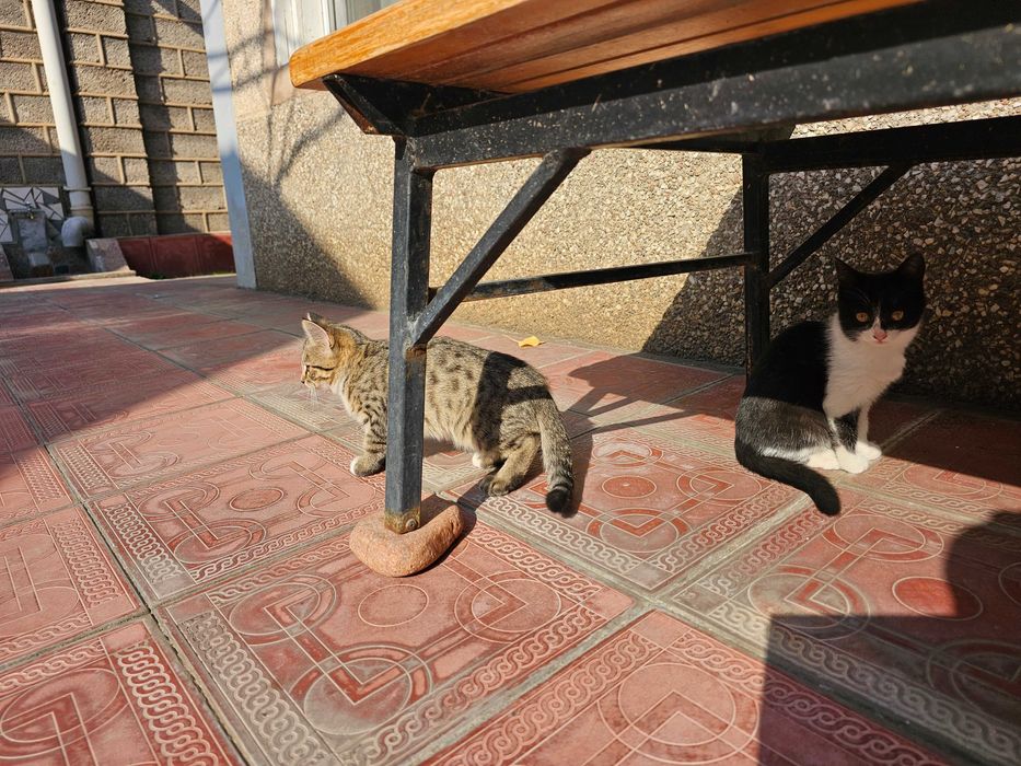 Котята. Весёлые пушистые