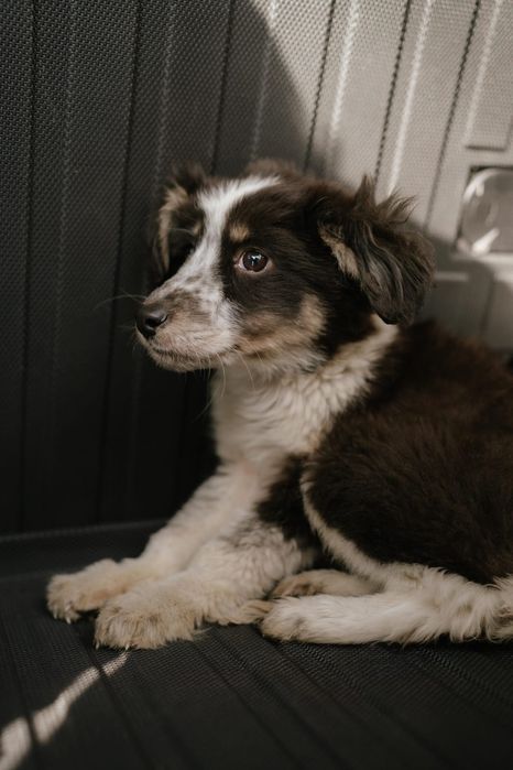 Щеночки в отлове ждут любящих хозяев