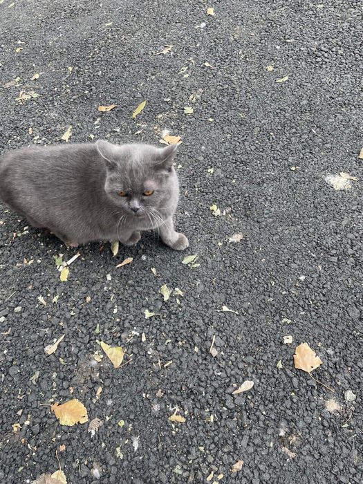 Кошка британка бесплатно