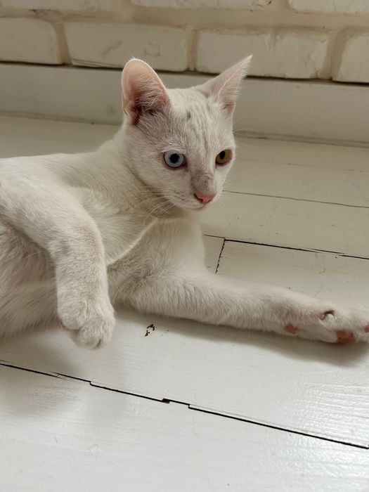 Подарявам мъжко коте с разноцветни очи