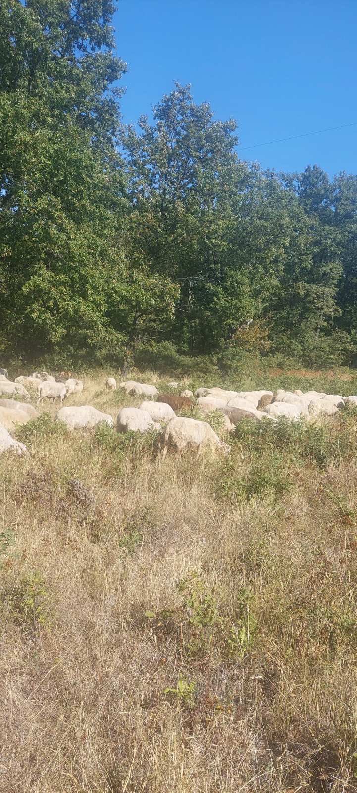Продавам 130 овце