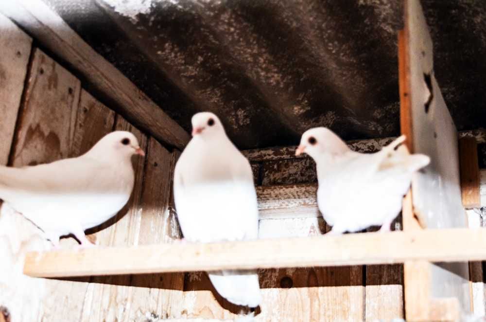 vand porumbei jucausi albi si pag pe negru