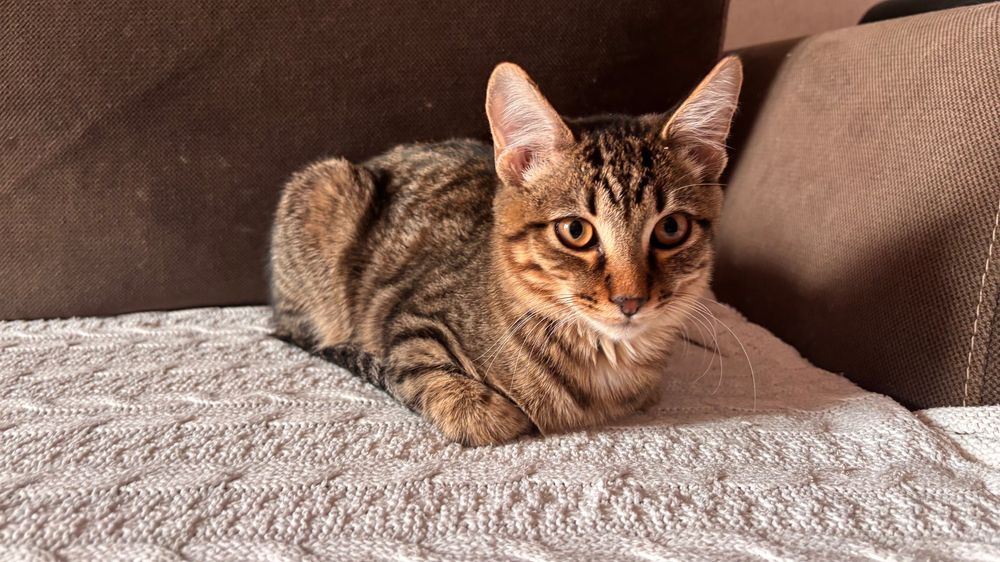 Кот - подросток ищет дом