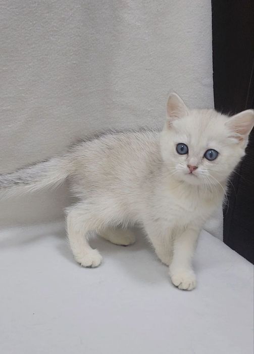 Скоттиш страйт серебристая шиншилла