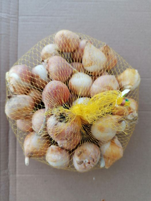 Лалета луковици различни цветове