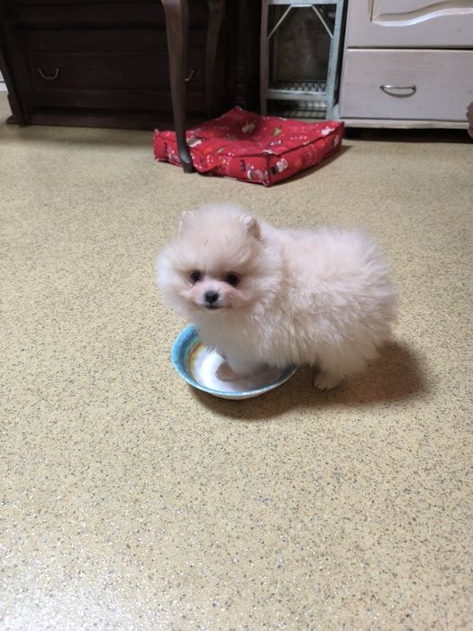 Померан мини момче