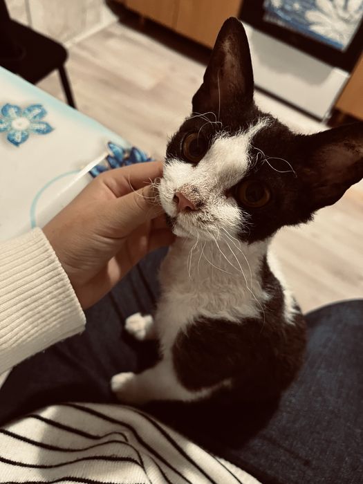 Отдам котенка в добрые руки. 4-6 месяцев