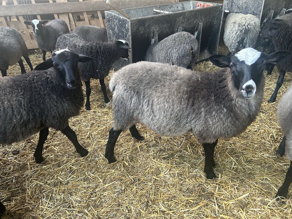 Romanov berbecuti / mielute