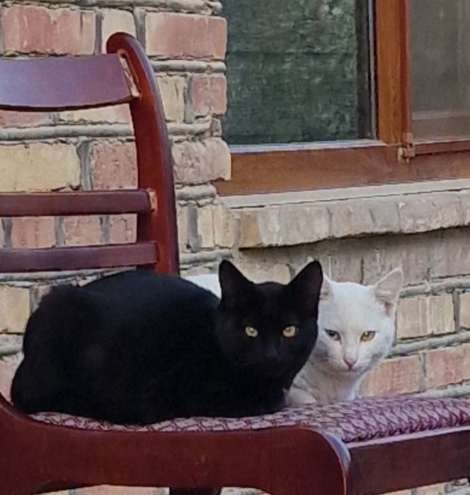 Кошки отдам в добрые руки