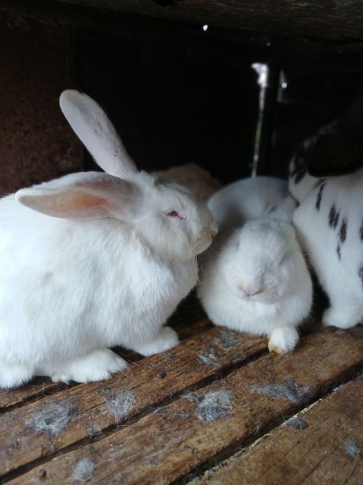 Vand iepuri crescuti de casa 200ron bucata