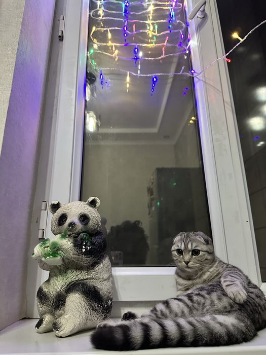 Шиншилла мушукча сотилади