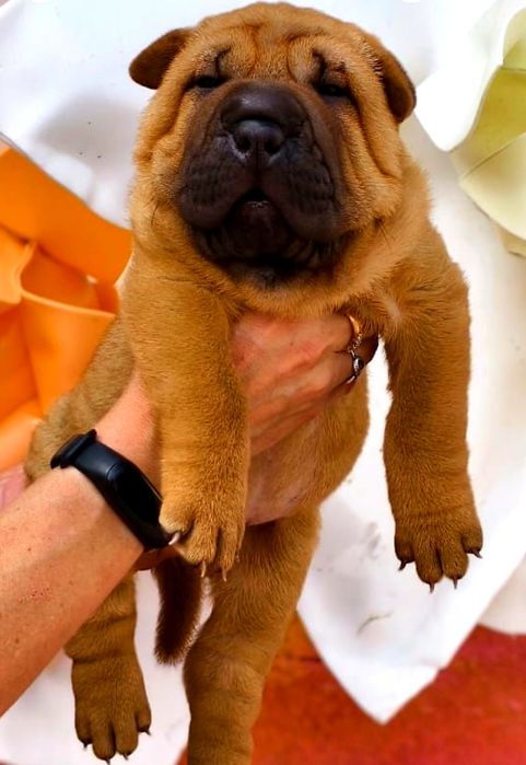 Шарпей собака .паспорт все документы имеятса