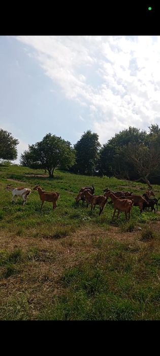 Vand 19 Capre Alpine Franceze 2 iedute si un tap