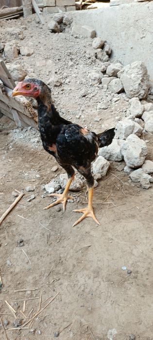 Shamo jojahorozi