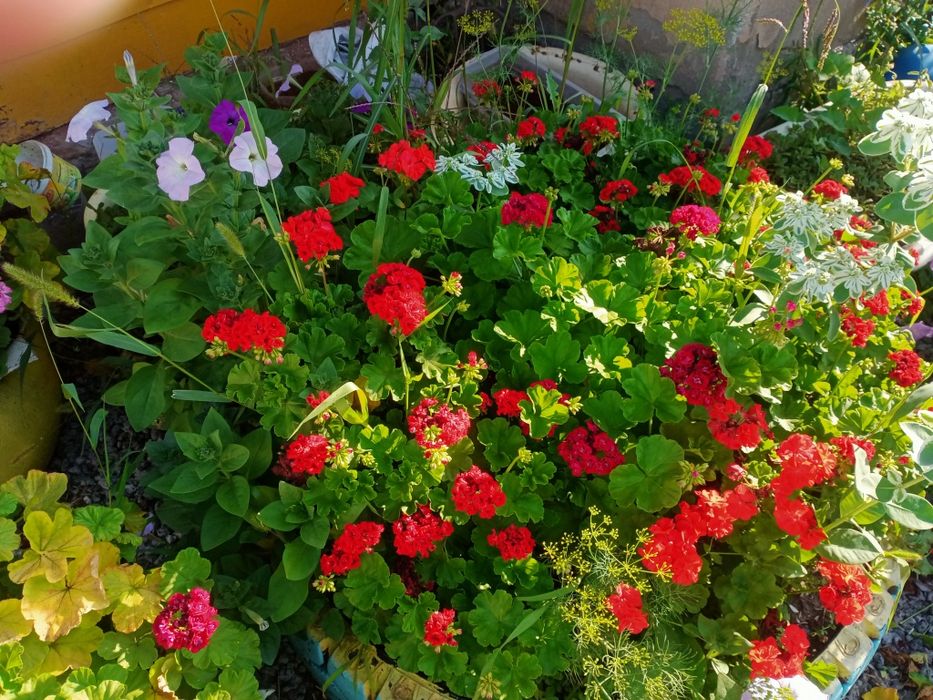 Продам ростки герань