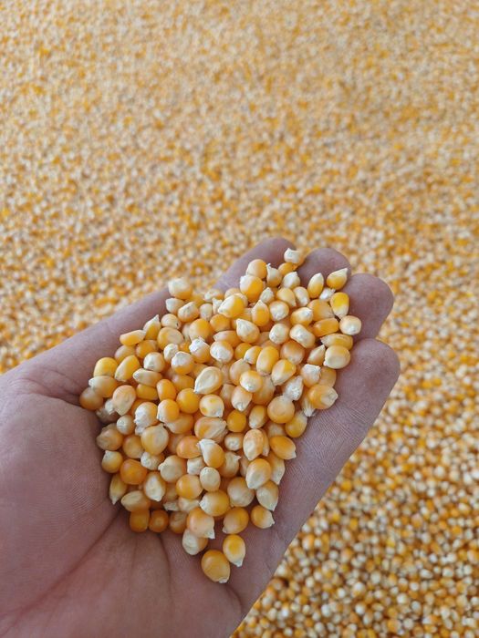 Amerikanskiy popcorn. (Bodroq makkayi)