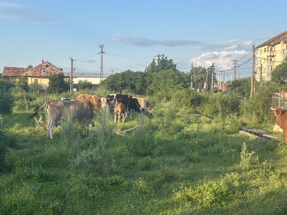 Vând vaci și vitei