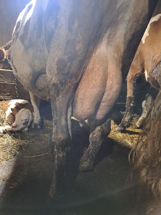 Vând vacă vând vacă