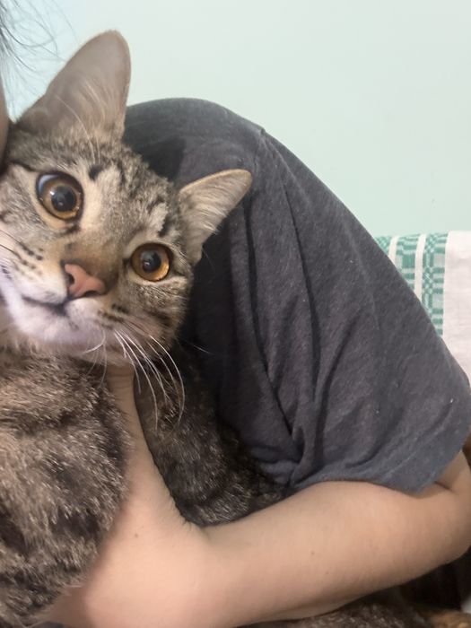 Котенок мальчик отдам даром