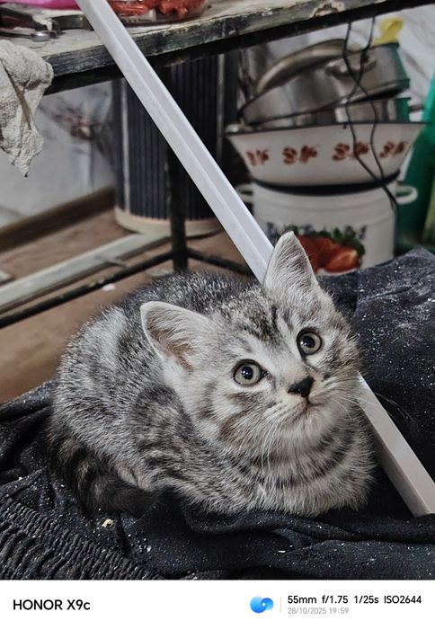 Котёнк Шотландский скотиш страйт мальчик 2 месяца