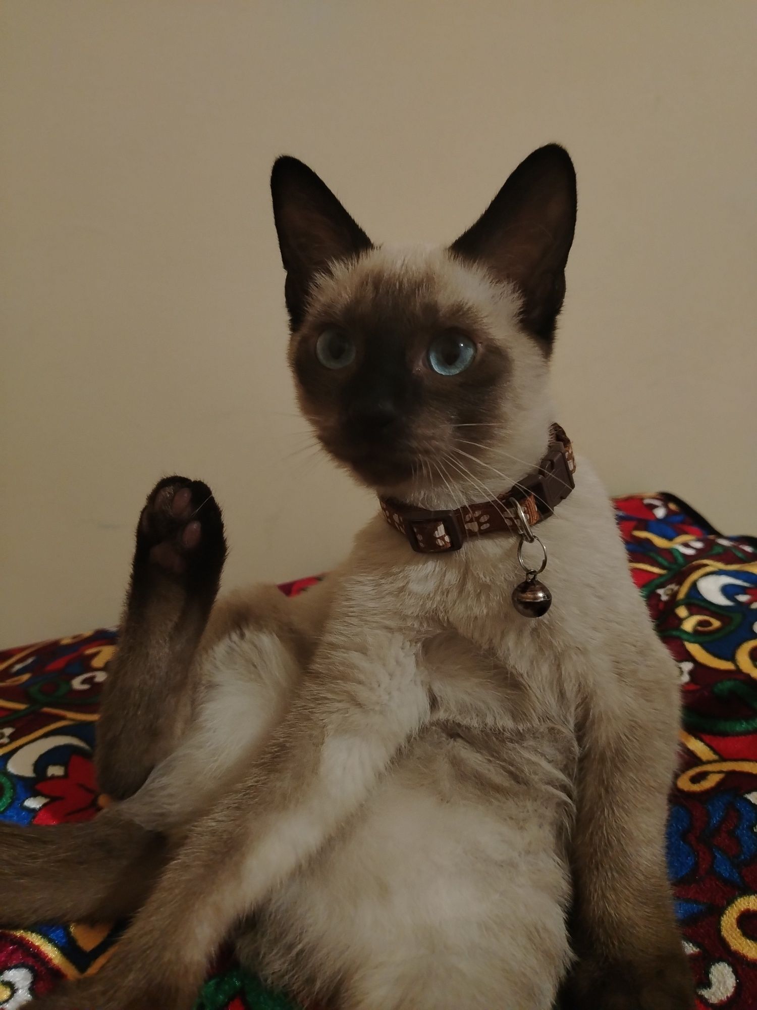 Котёнок сиамский